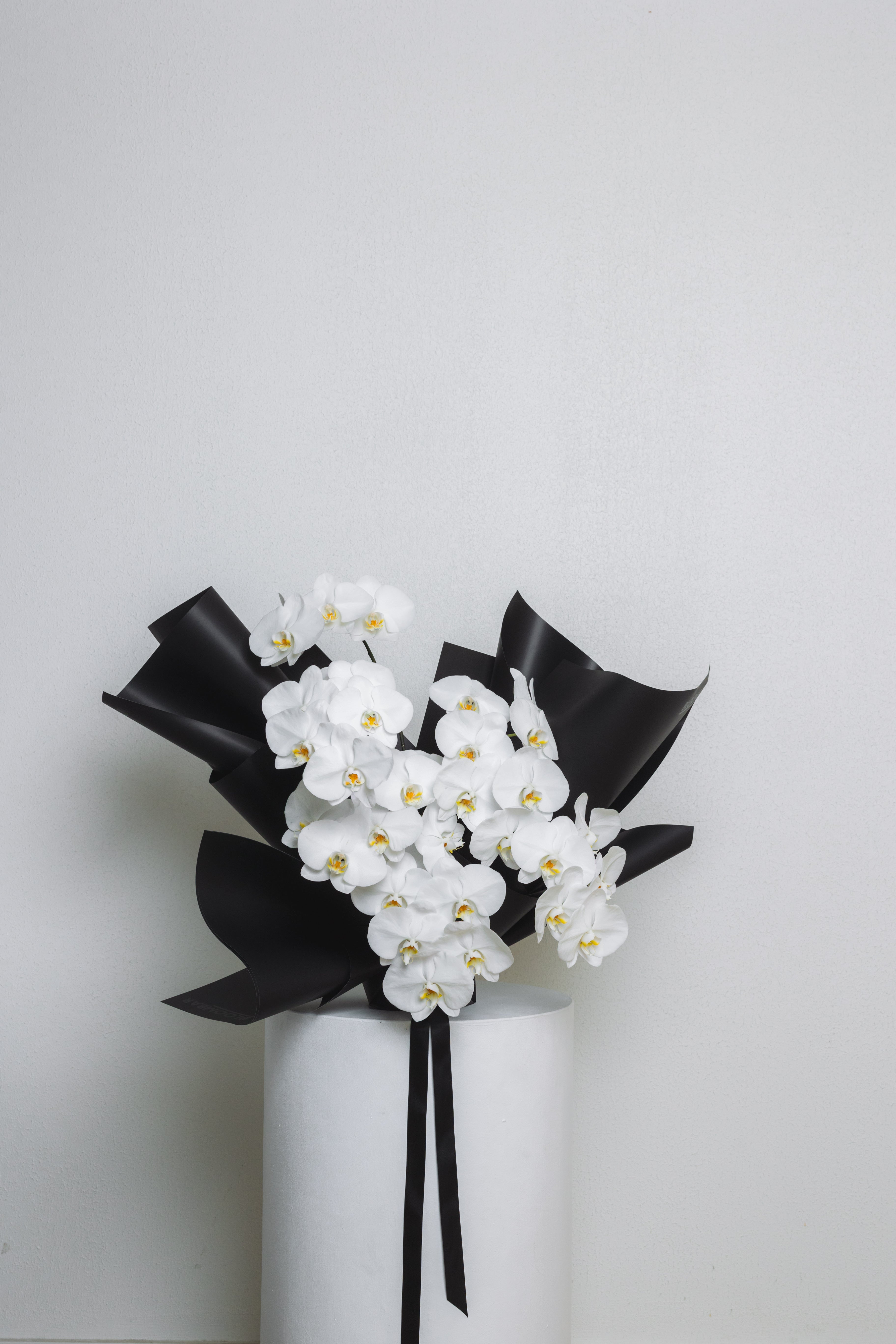 Phalaenopsis Orchids