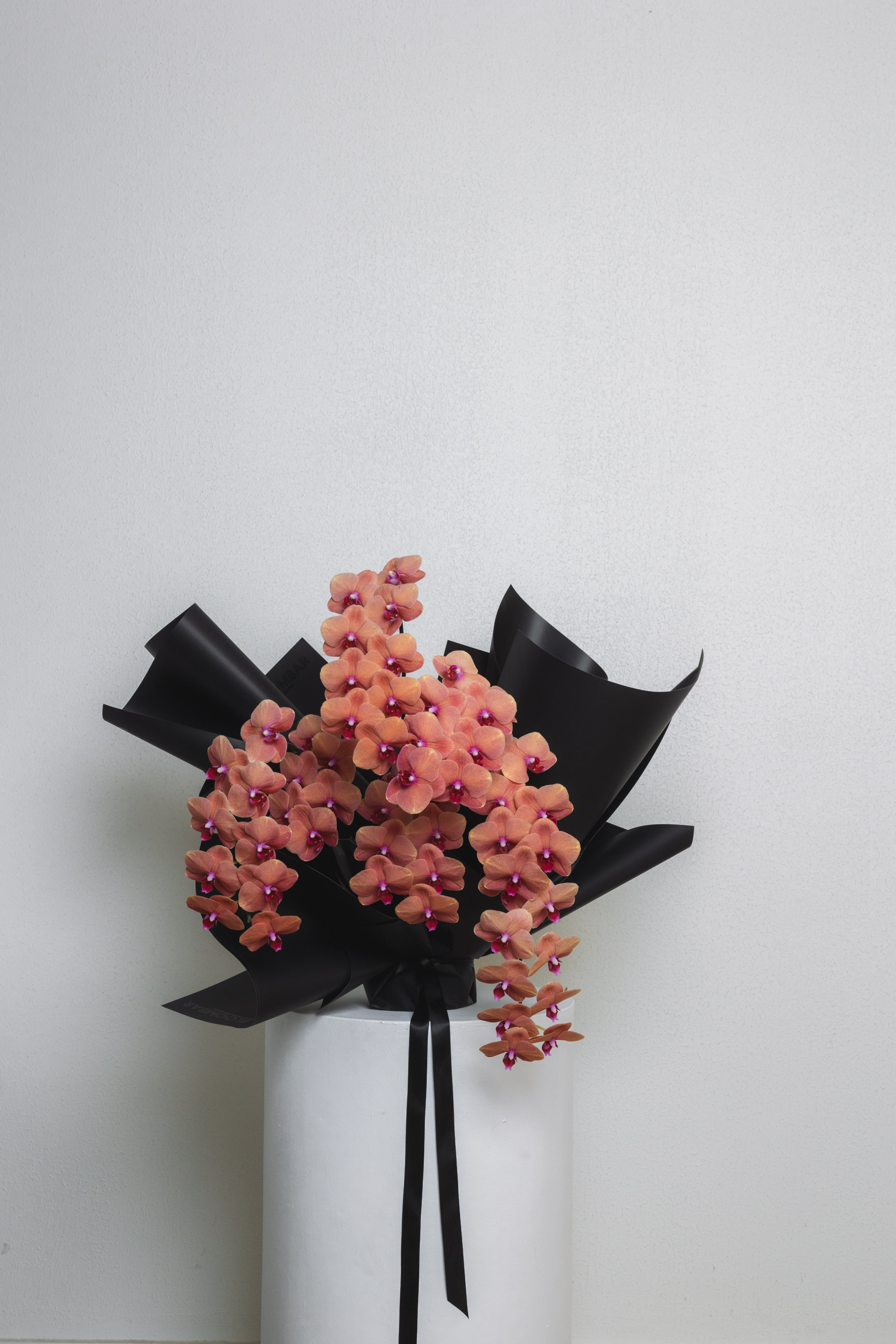 Phalaenopsis Orchids