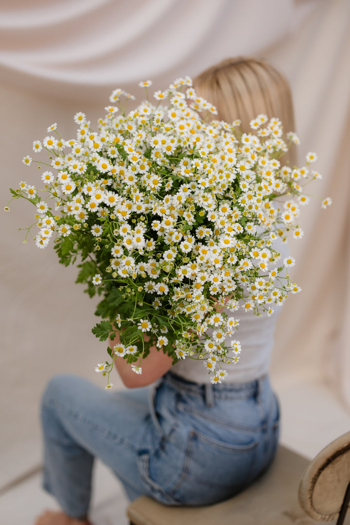 Chamomile