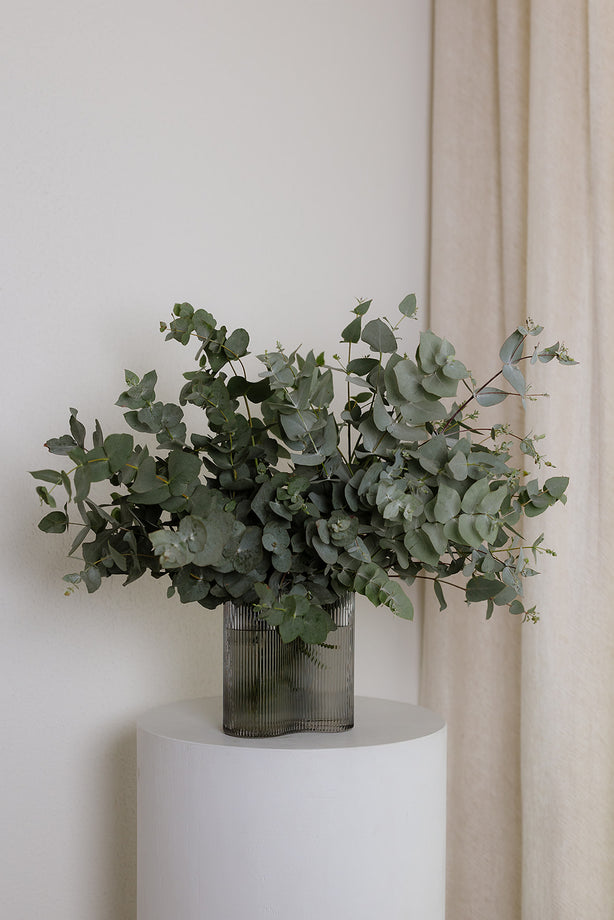 Blue Gum Foliage