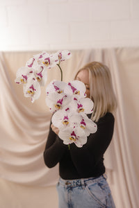 Phalaenopsis Orchid Stems