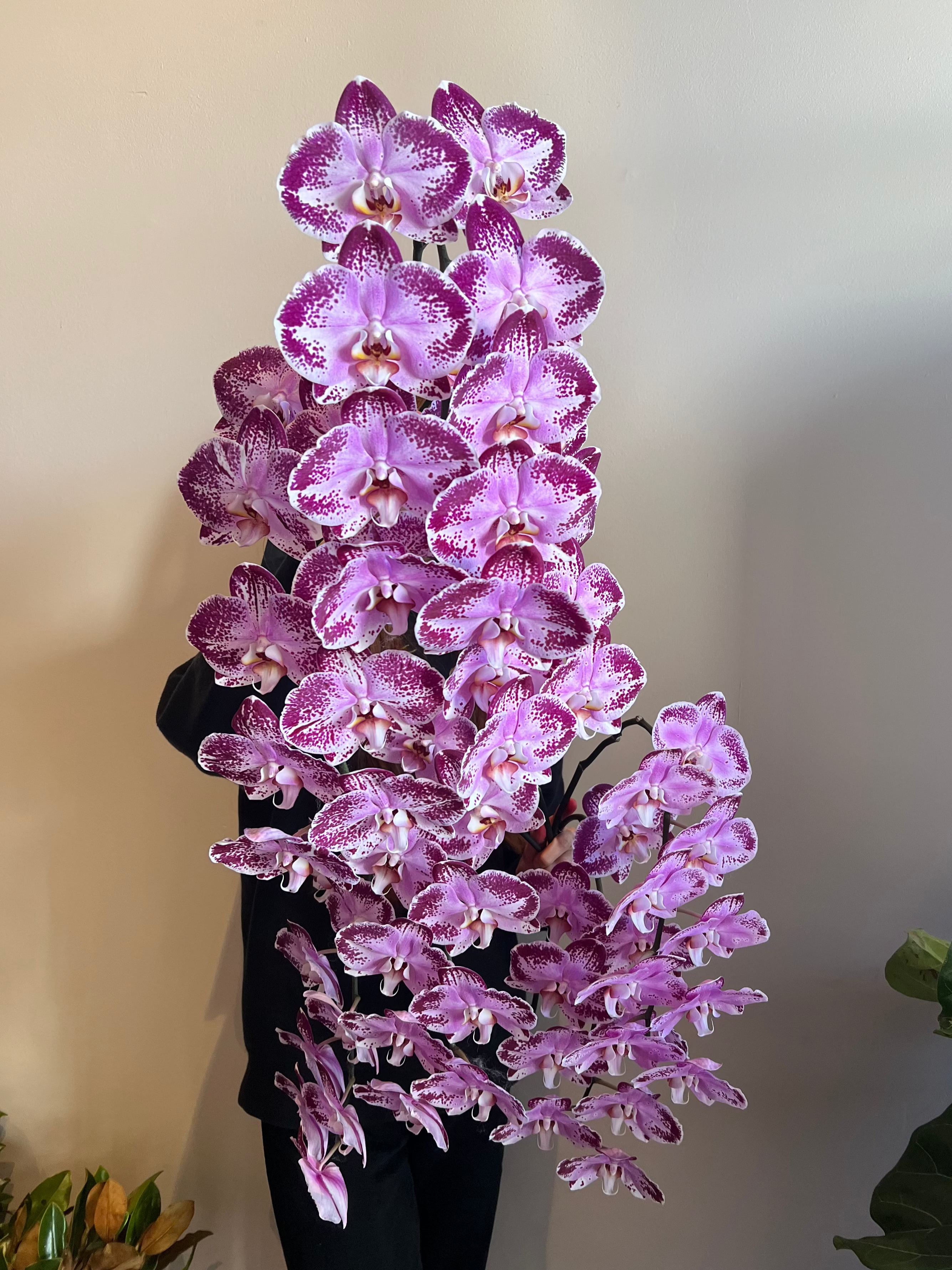 Phalaenopsis Orchid Stems