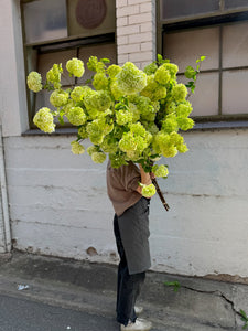 Flowering Foliage