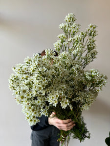 Festive Flowering Foliage