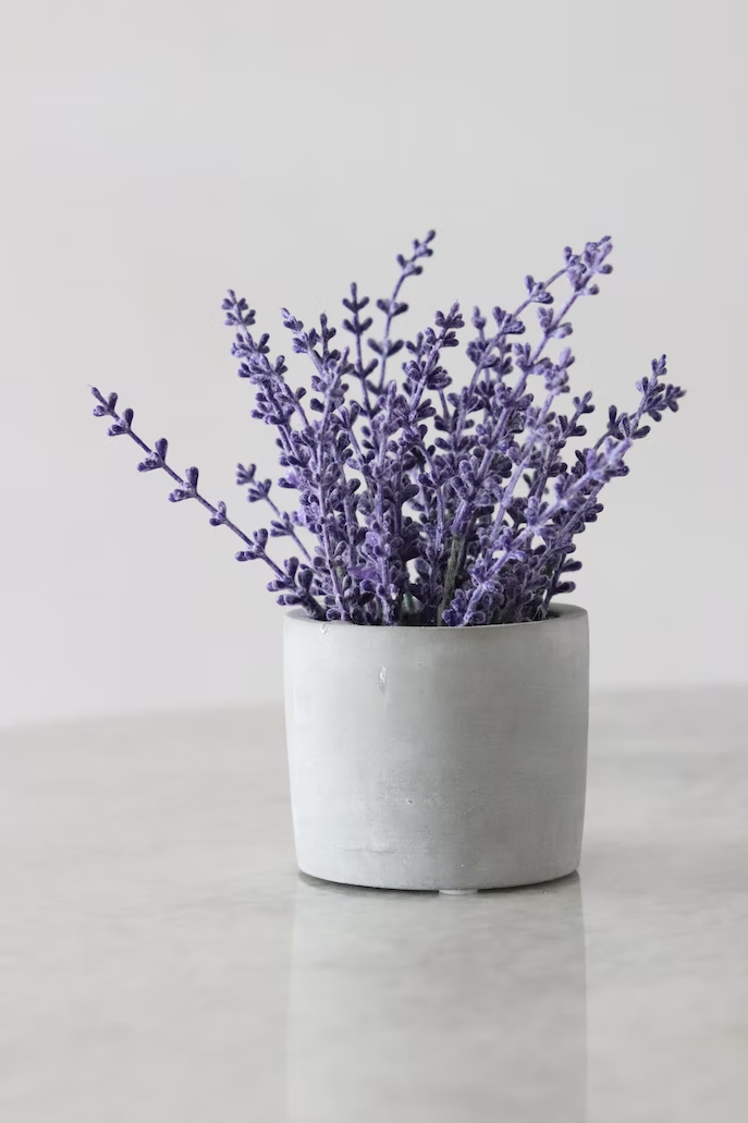 Gemini flower: lavender