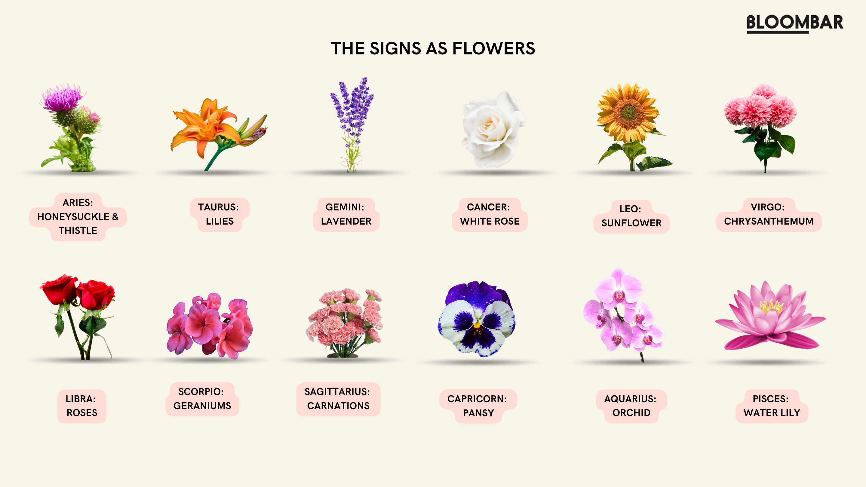https://bloombarflowers.com/cdn/shop/files/the-signs-as-flowers-bloombar.png?v=1691715943