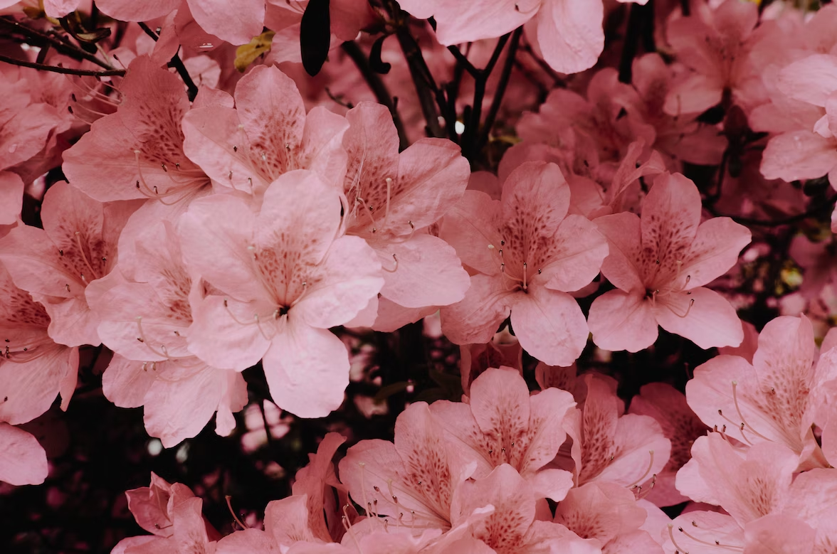 the 8 best smelling flowers - cherry blossoms
