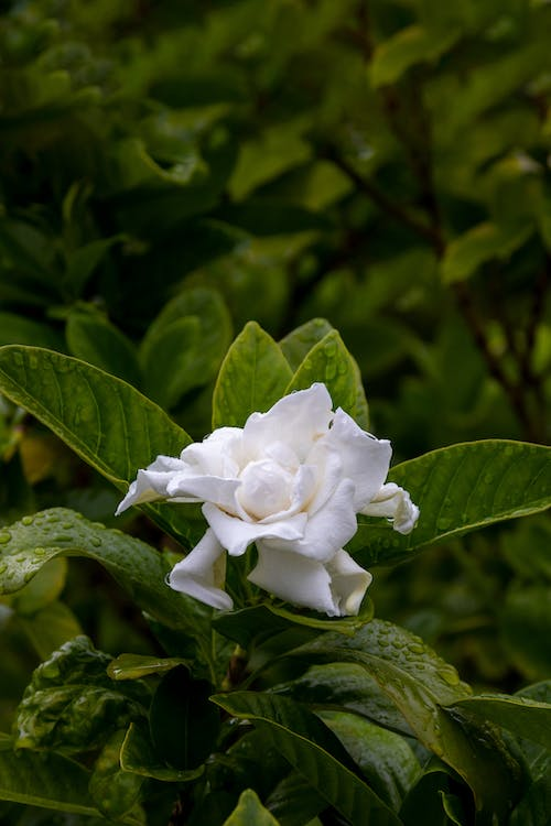 the 8 best smelling flowers - gardenias