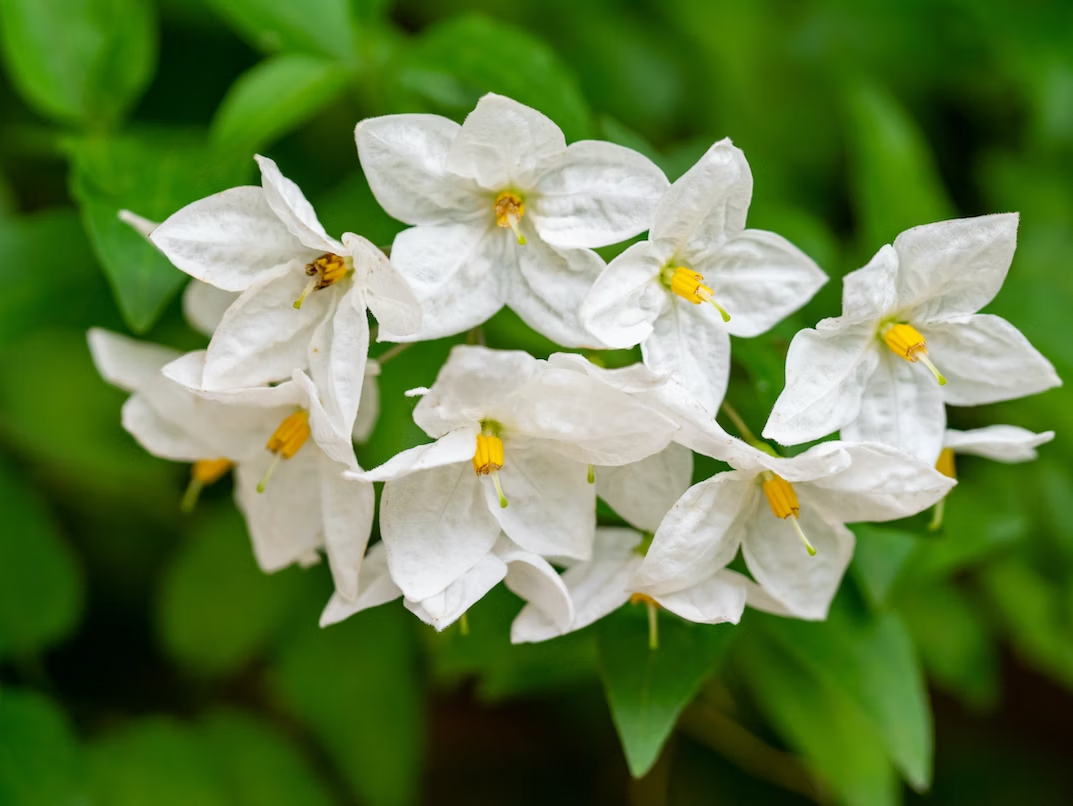 the 8 best smelling flowers - jasmine