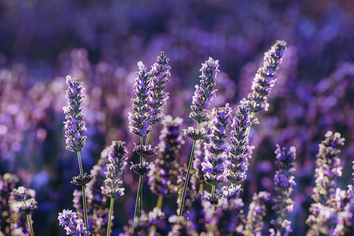 the 8 best smelling flowers - lavender