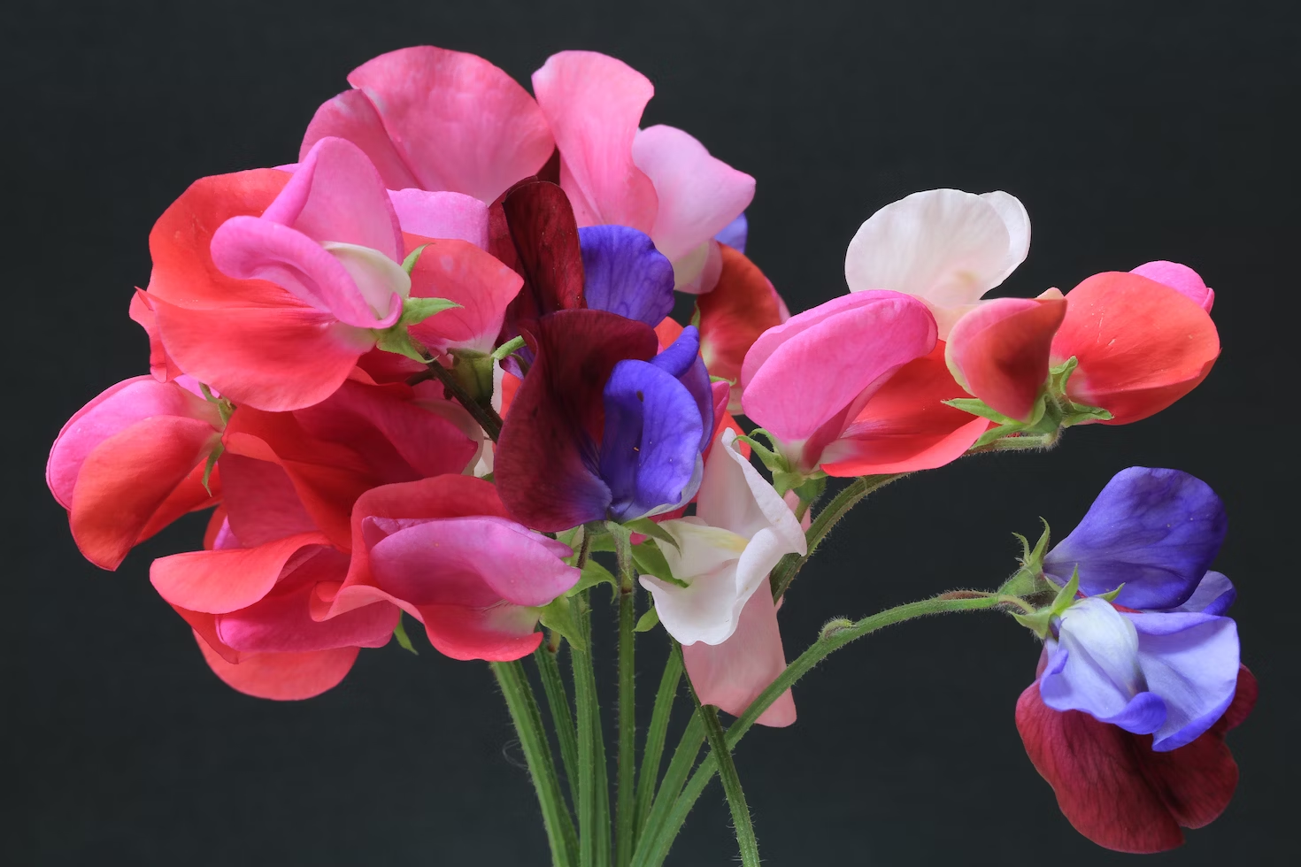the 8 best smelling flowers - sweet-peas