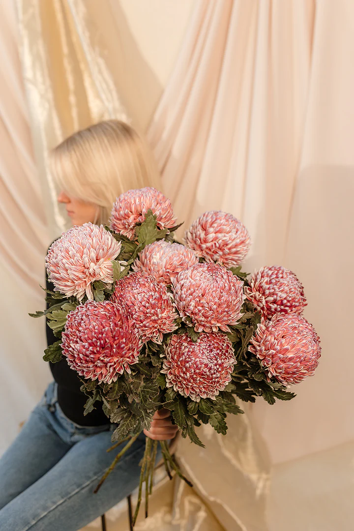 winter flowers australia - chrysanthemums