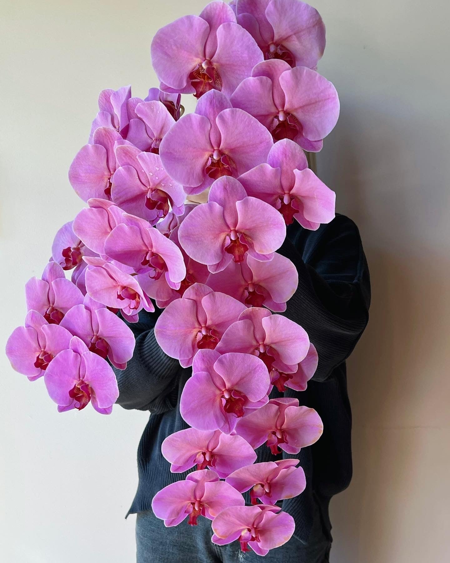 Phalaenopsis Orchid Stems