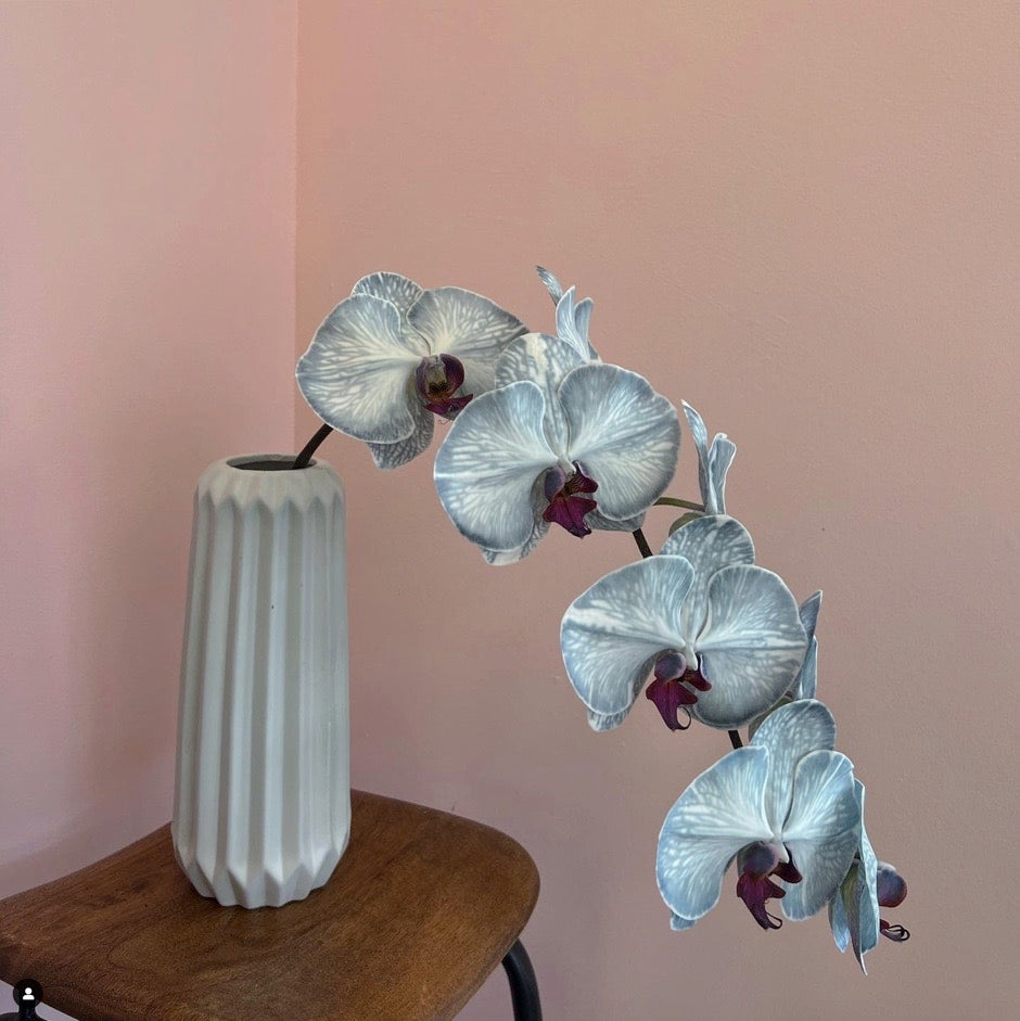 Phalaenopsis Orchid Stems