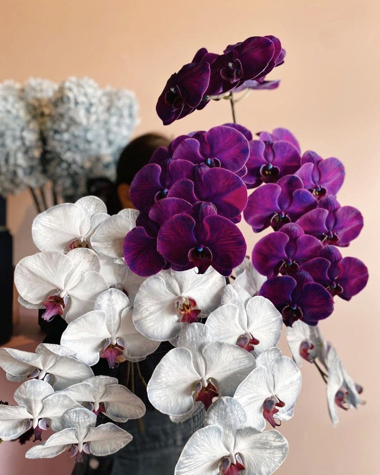 Phalaenopsis Orchid Stems