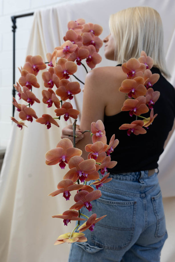 Phalaenopsis Orchid Stems